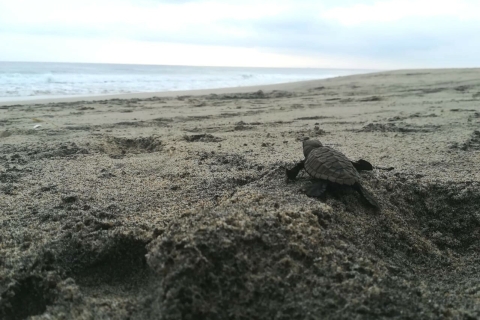 Von La Crucecita: Schildkrötenbefreiung & Biolumineszentes Plankton