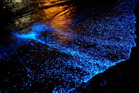 Desde La Crucecita: Liberación de tortugas y plancton bioluminiscente