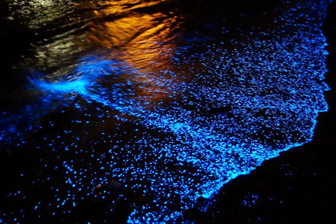 De La Crucecita: libération de tortues et plancton bioluminescent