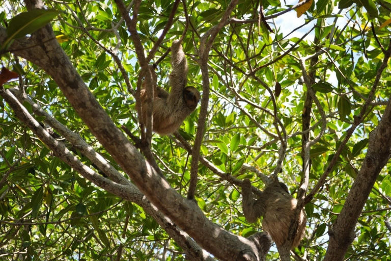 Roatán: Zipline, Sloth Sanctuary i Tabyana Beach AdventureOdbiór z terminalu wycieczkowego