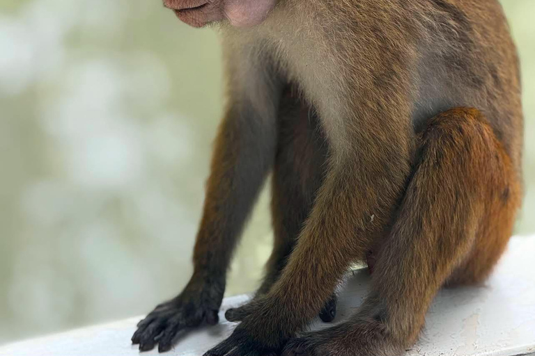 Koggala Lake Guided Boat Safari with Hotel Pickup & Drop Off