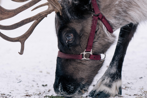 Fairbanks: Rentierwanderung mit Transport