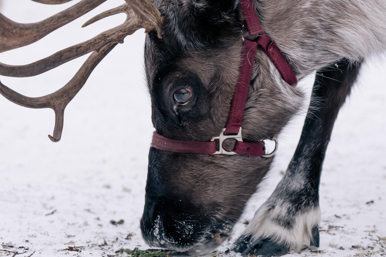 Fairbanks: Reindeer Walk with transportation