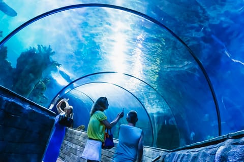 Baie de St. Paul : Billet d'entrée à l'aquarium national de Malte