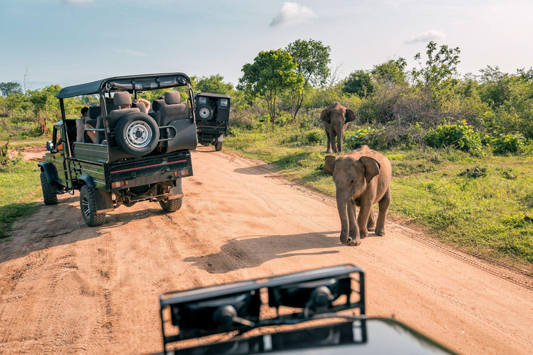 All Inclusive Yala Leopard Safari from Colombo, Ella & Galle