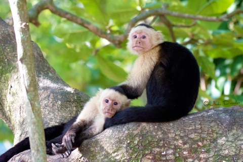 Roatán: santuario de perezosos y monos y degustación de chocolateRecogida en el hotel