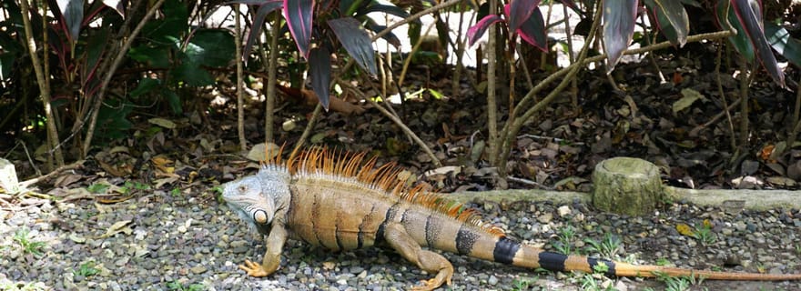 Roatán : Parc naturel de préservation de Gumbalimba et pause plage