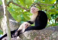 Roatan Equitazione, Scimmia con Zip Line e Sloth e Snorkel - Hizvo