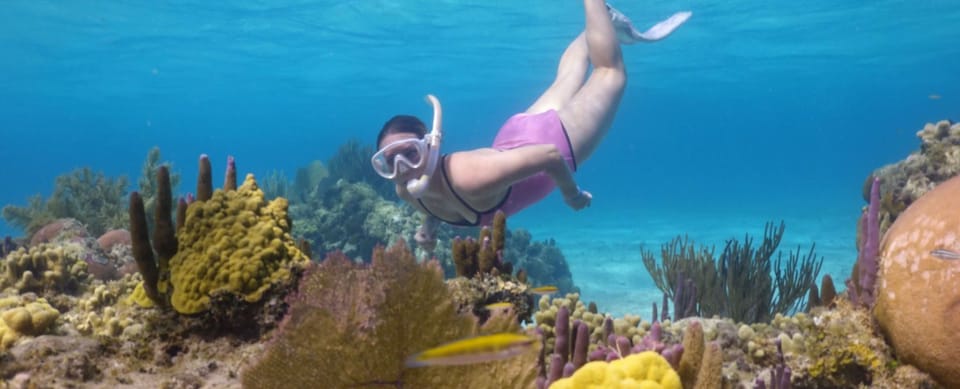 Passeio a cavalo de Roatan, linha Zip Monkey & Sloth e snorkel - Hizvo