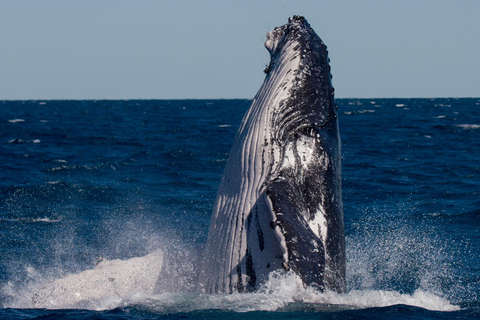 Hervey Bay : L&#039;expérience ultime d&#039;observation des baleines