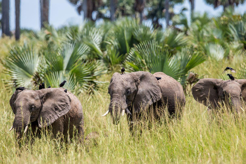 Uganda: Safari curto de 2 dias no Parque Nacional das Cataratas de Murchison