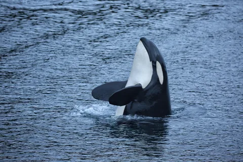 Sitka: 2-Hour Whale Watching and Wildlife Tour