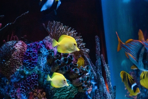 Oceanarium SEA Life OrlandoOrlando: Akwarium SEA LIFE w Orlando + wirtualne doświadczenie