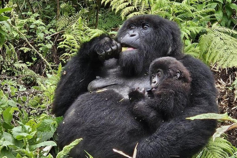 3 Day Rwanda Gorilla and Golden Monkey Trekking Tour