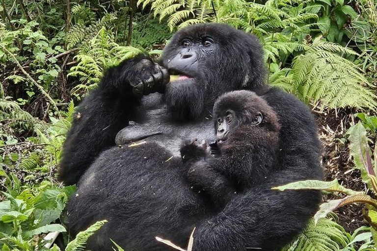 3 Day Rwanda Gorilla and Golden Monkey Trekking Tour