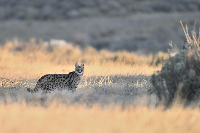 Ethiopia: 8-Day Wildlife Tour with Night Game Drives