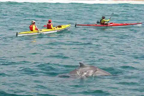 Plettenberg Bay: Guided Sea Kayak Tour