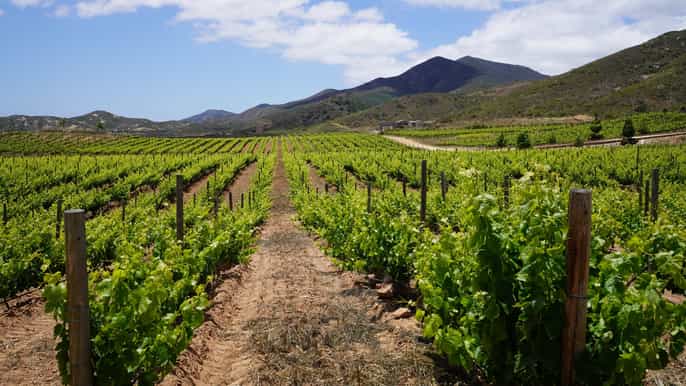 desde ensenada tour privado de un día por el valle de guadalupe