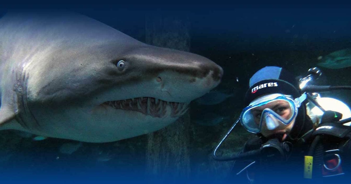 Melbourne Shark Dive Aquarium Erfahrung GetYourGuide