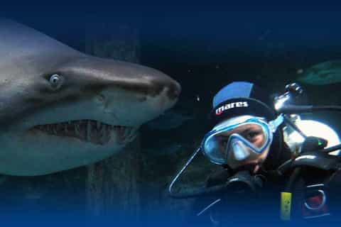melbourne shark dive aquarium experience