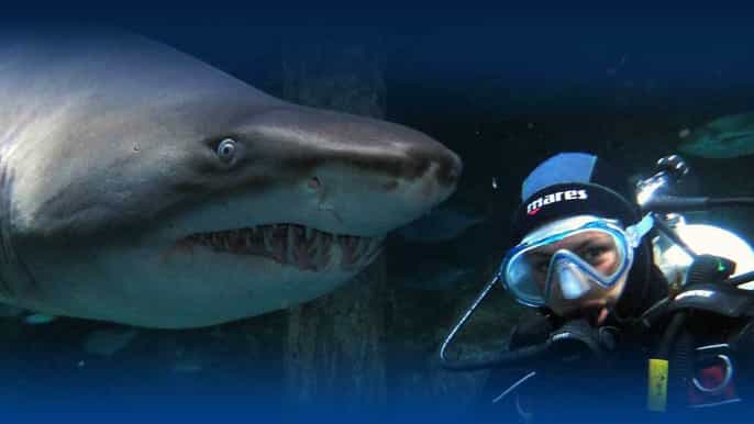 melbourne shark dive aquarium experience