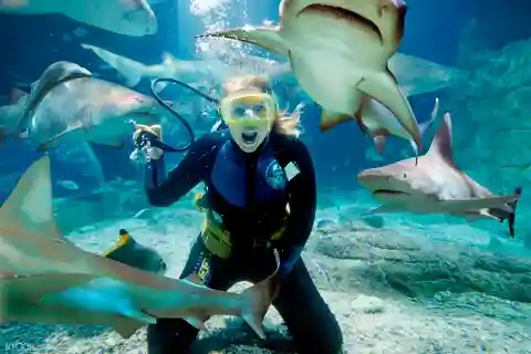 Melbourne: Shark Dive Aquarium Experience