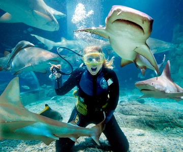 Melbourne: Shark Dive Aquarium Experience