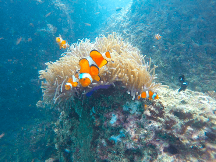 Krabi Freediving and Snorkeling at Yawasam and Talu Island GetYourGuide