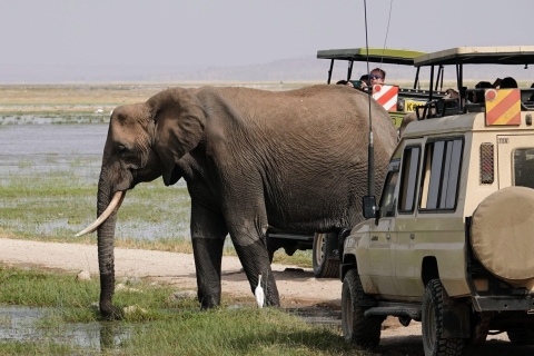 Nairobi : 3 jours d'excursion dans le parc national d'Amboseli