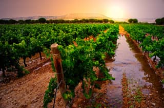 Wein- und Naturtour: Ribera del Duero und La Rioja ab Madrid (3 Tage)