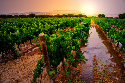 Wine and Nature Tour: Ribera del Duero and La Rioja from Madrid (3 days)