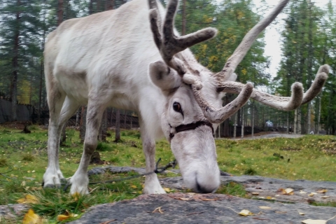Rovaniemi: auténtica granja de renos y piragüismo