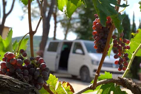 From Nice: Full-Day Small Group Provence Wine Tour