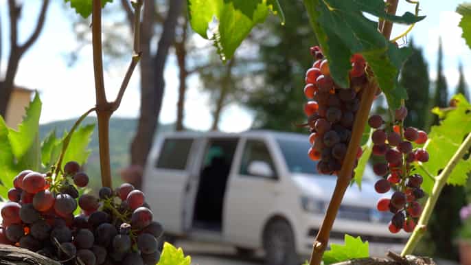 from nice fullday small group provence wine tour