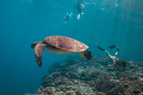 Cebú: Carrera de Sardinas y Aventura de Snorkel con Tortugas - Moalboal