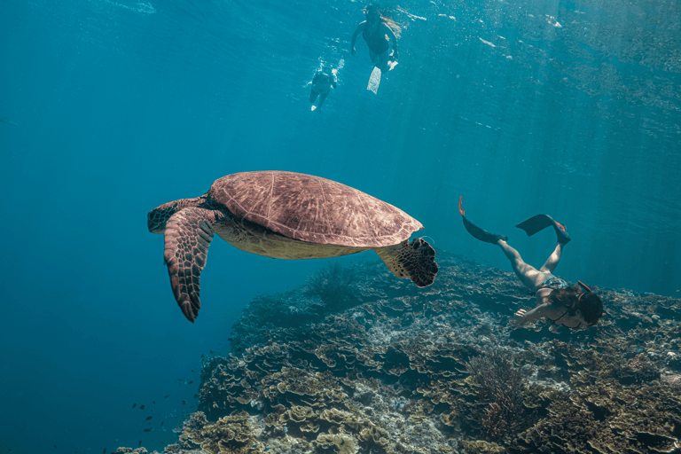 Cebú: Carrera de Sardinas y Aventura de Snorkel con Tortugas - Moalboal