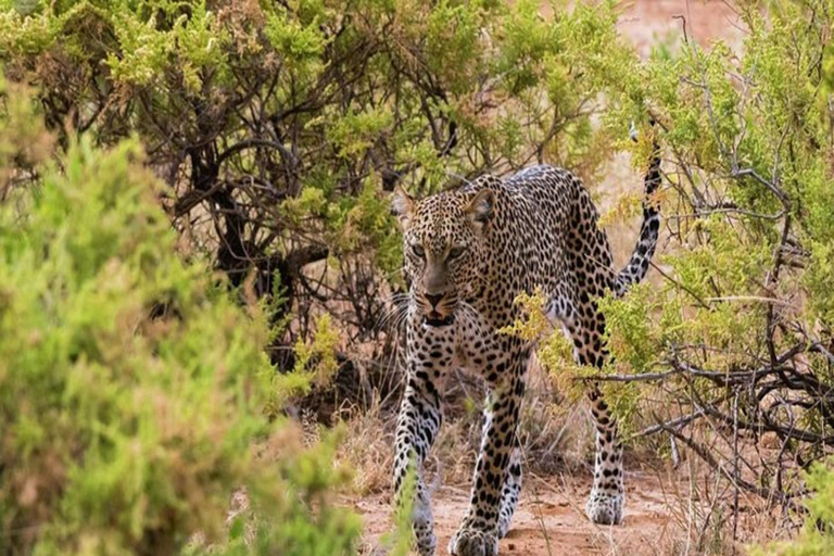 Safari de 4 días por el Parque Nacional de Aberdares y Samburu