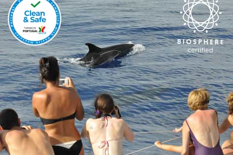 Funchal: Arieiro Peak, Nuns Valley 4x4 Tour & Dolphin Watch