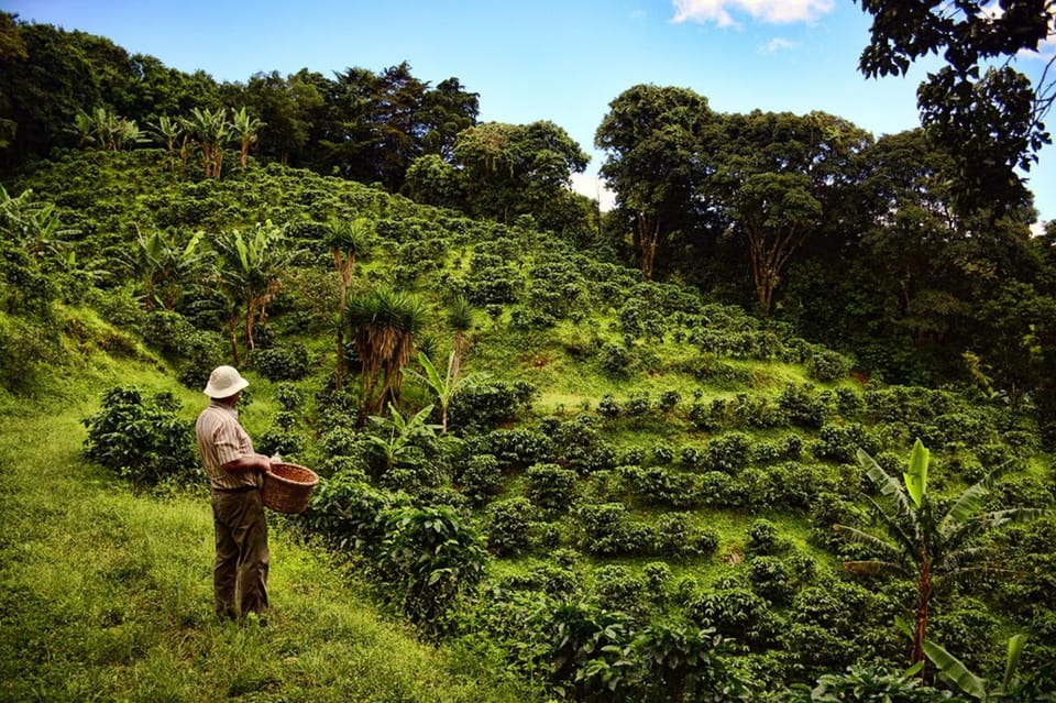 From Farm to Cup The Ultimate Coffee Tour GetYourGuide