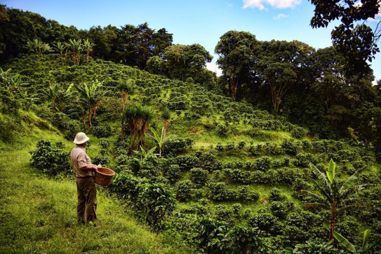 From Farm to Cup: The Ultimate Coffee Tour