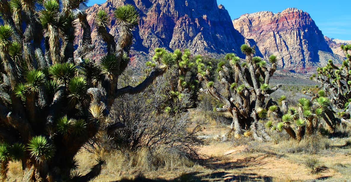 Las Vegas Guided Red Rock Canyon Tour GetYourGuide