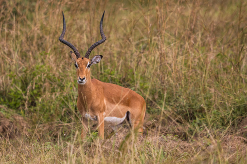 Från Zanzibar: Mikumi Safari med tvåmotorigt flygplan + lunchMikumi Safari – utan transfer