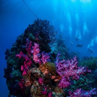 From Magnetic Island or Townsville: Yongala Wreck Dive Trip