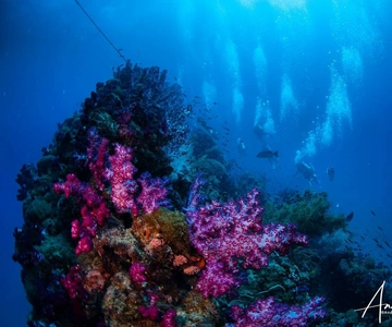 Townsville ou Magnetic Island: Viagem de um dia para mergulhar nos destroços de Yongala