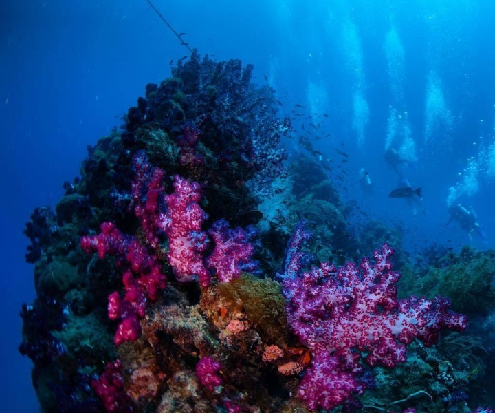 From Townsville or Magnetic Island: Yongala Wreck Dive Trip