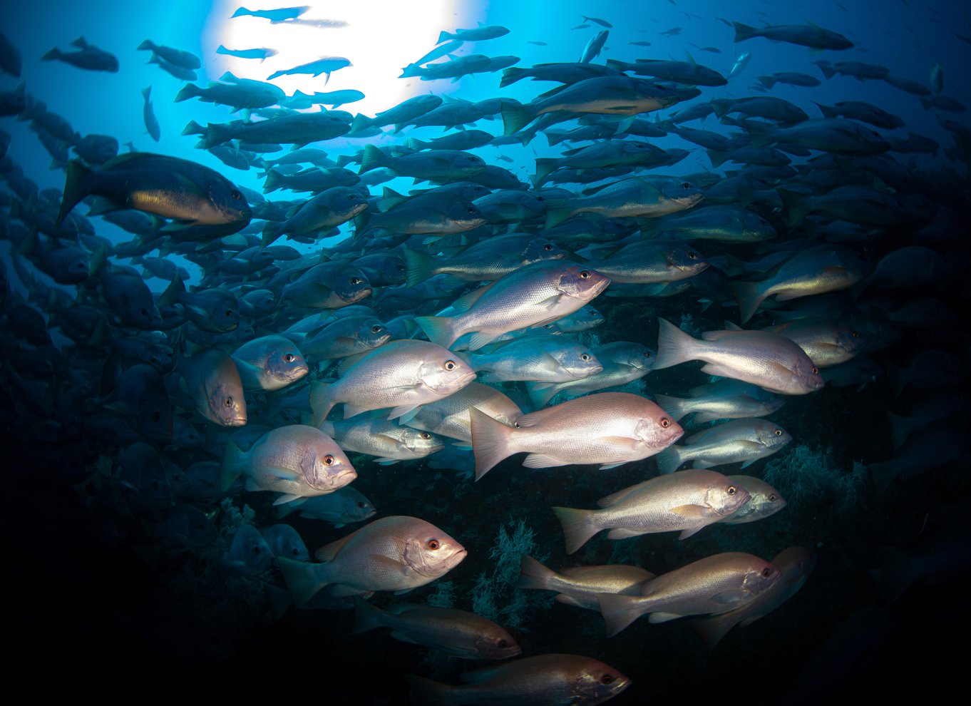 Townsville eller Magnetic Island: Yongala Wreck Dive dagsudflugt