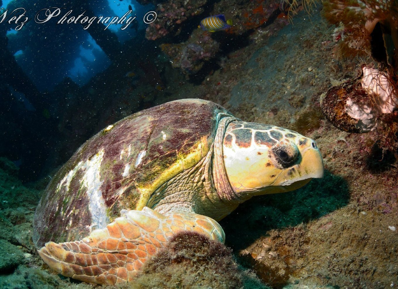 Townsville eller Magnetic Island: Yongala Wreck Dive dagsudflugt