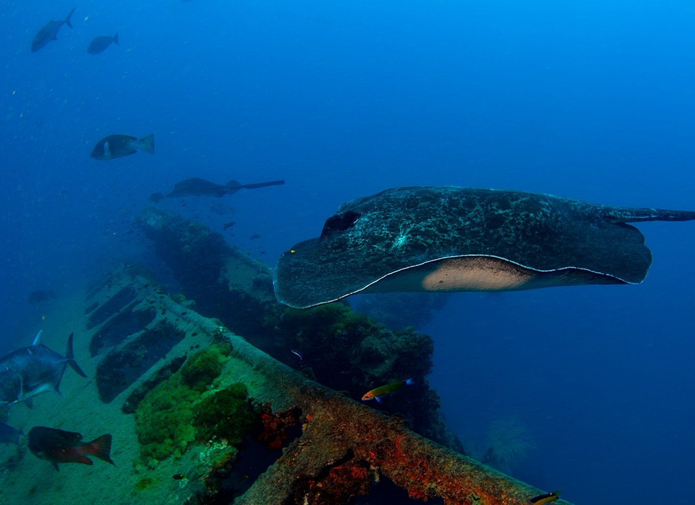 Townsville eller Magnetic Island: Yongala Wreck Dive dagsudflugt