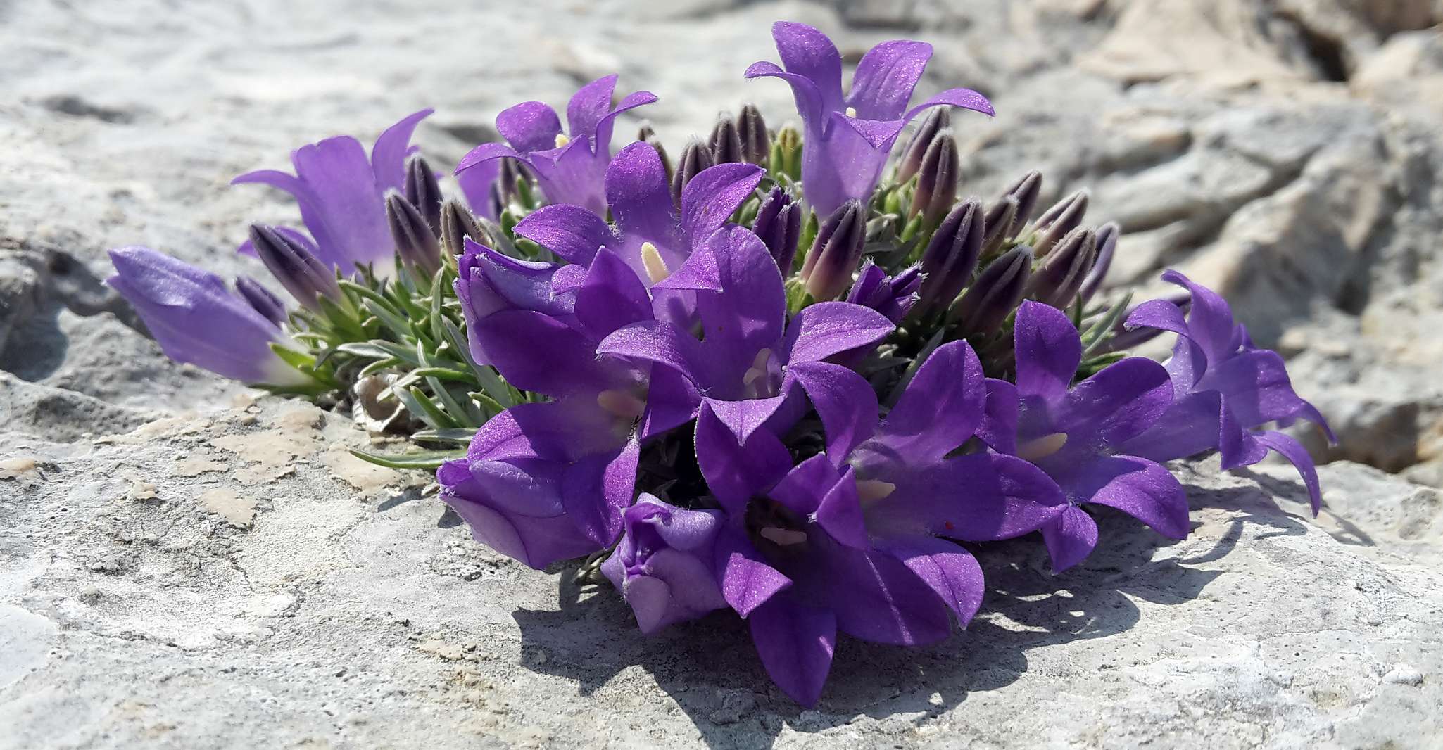 From Makarska, Biokovo Nature Park Guided Tour with Skywalk, Biokovo ...