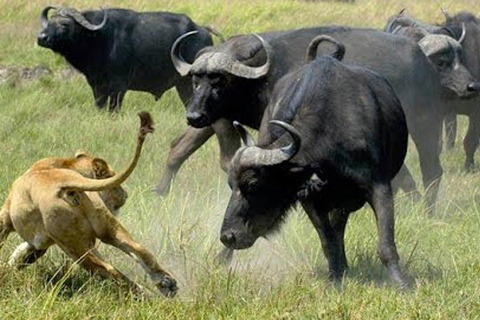 4 Days Magical Adventure to Manyara, Ngorongoro & Serengeti